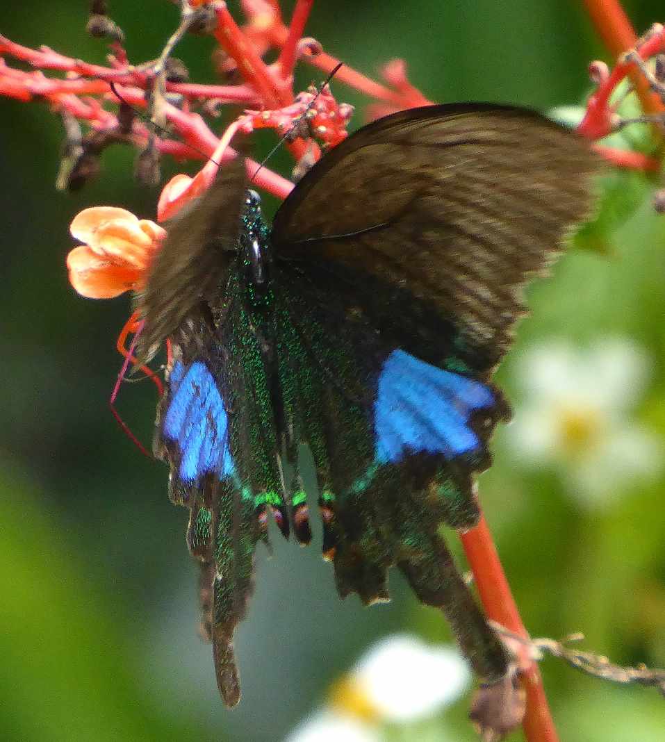 Papilio paris nakaharai Papilio paris nakaharai